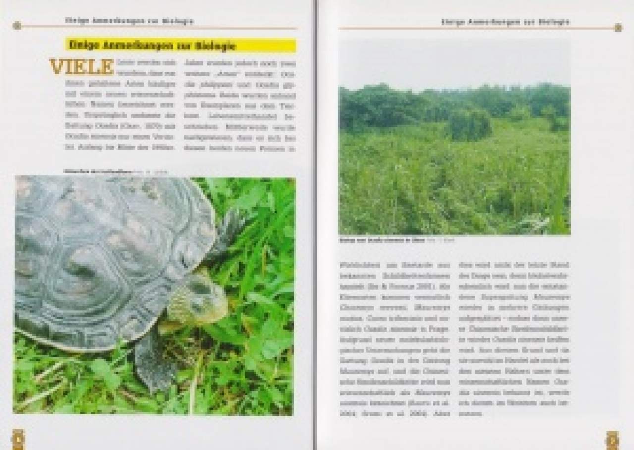 Die Chinesische Streifenschildkröte